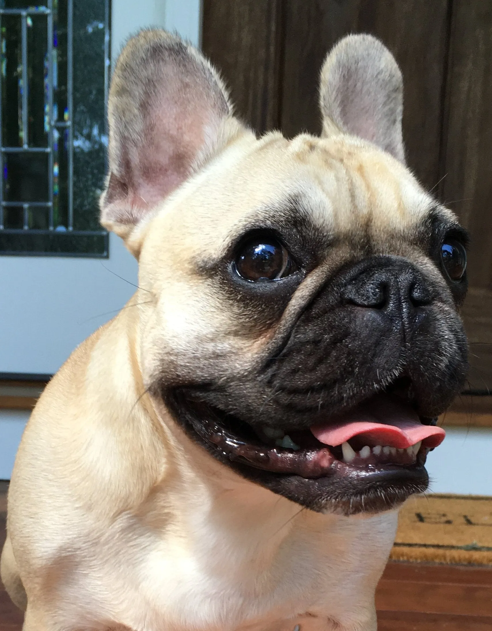 Pixie - French Bulldog